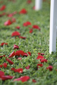 Flower petals by the thousands